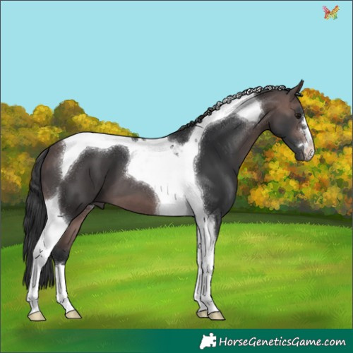Horse Color:Platinum Bay Tobiano 