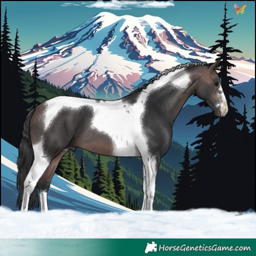 Horse Color:Platinum Bay Tobiano 