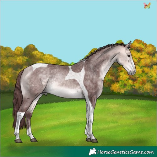 Horse Color:Platinum Chocolate Buckskin Tobiano 