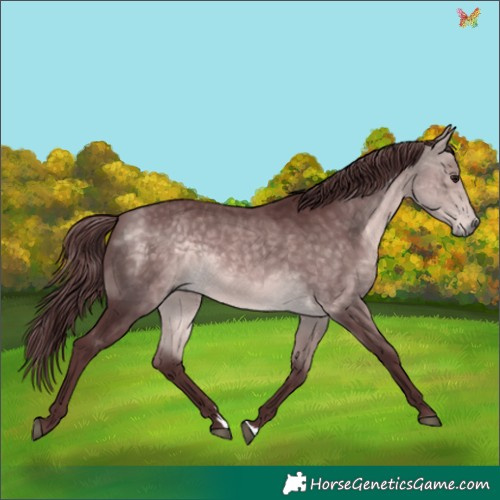 Horse Color:Platinum Chocolate Buckskin 