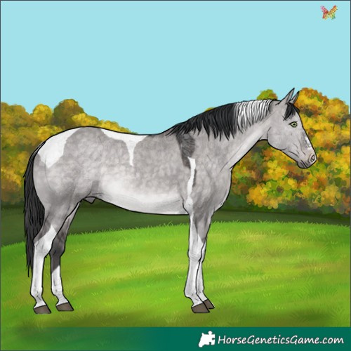 Horse Color:Platinum Brown Dun Tobiano 