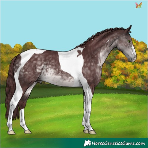 Horse Color:Platinum Chocolate Buckskin Tobiano 