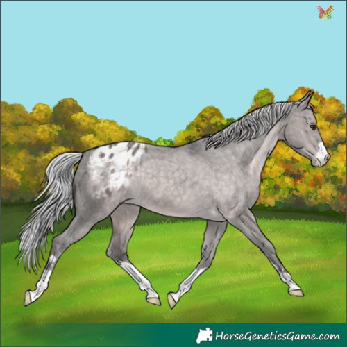 Horse Color:Platinum Silver Brown Dun Appaloosa 