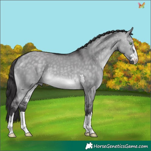 Horse Color:Platinum Buckskin Dun 