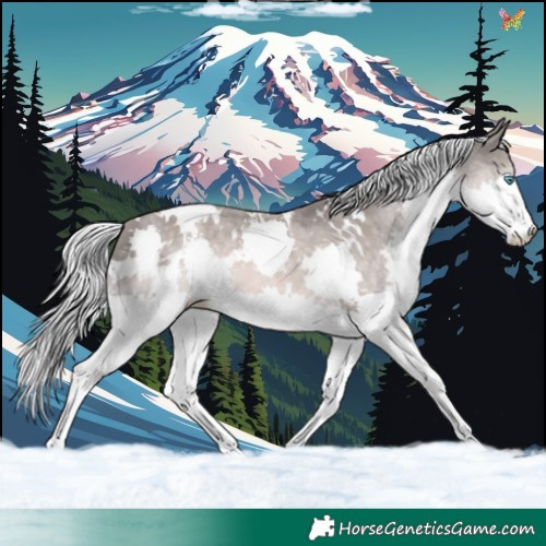 Horse Color:Platinum White Spotted Chocolate Palomino Splash 