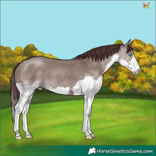 Horse Color:Platinum Chocolate Smoky Grullo Splash 