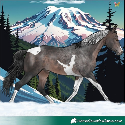 Horse Color:Platinum Brown Tobiano 