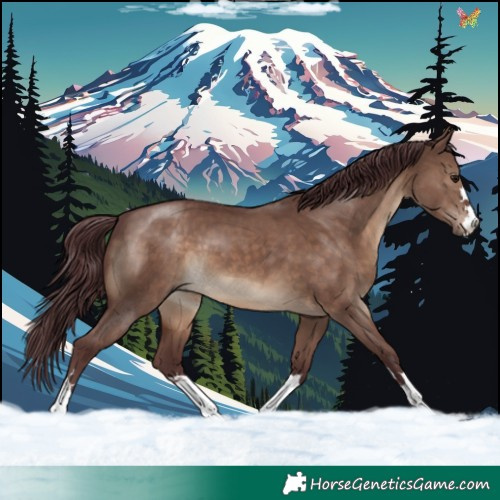 Horse Color:Chocolate Brown Dun 
