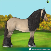 Horse Color:Buckskin Dun 
