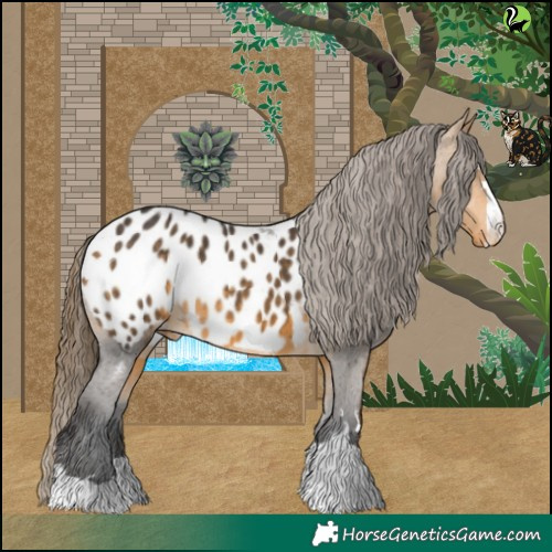 Horse Color:Buckskin Appaloosa 