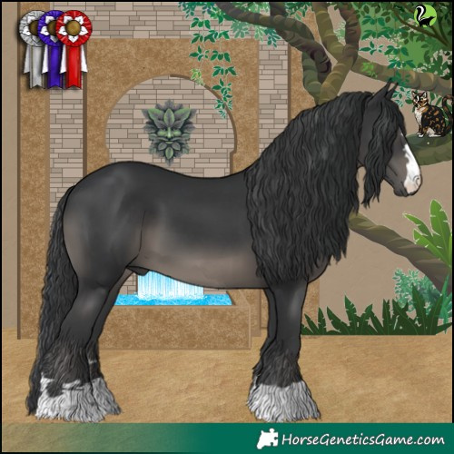 Horse Color:Black 
