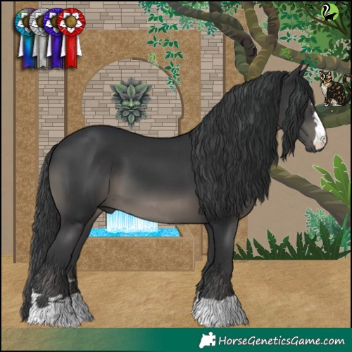 Horse Color:Black 