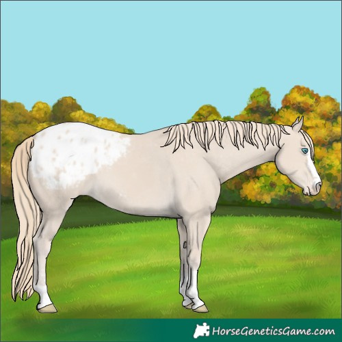 Horse Color:Smoky Creme Blanket 
