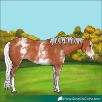 Horse Color:White Spotted Silver Bay Splash 