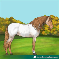 Horse Color:Red Roan Snowcap 