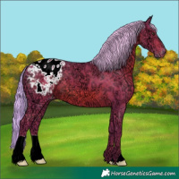 Horse Color:Watercolor Chestnut Ice Appaloosa 