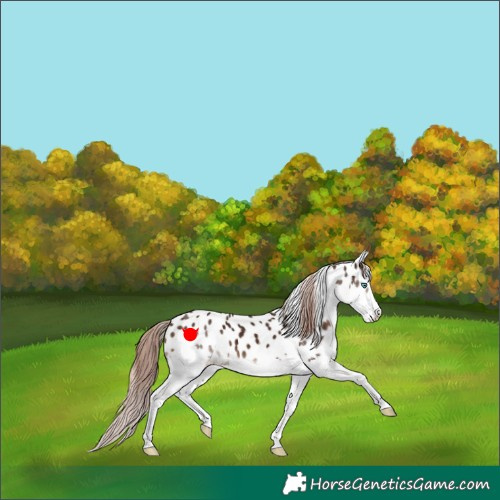 Horse Color:Liver Chestnut Splash Appaloosa 