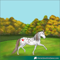 Horse Color:Liver Chestnut Splash Leopard 