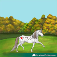 Horse Color:Liver Chestnut Splash Appaloosa 