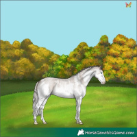 Horse Color:White Spotted Silver Grullo Roan Splash