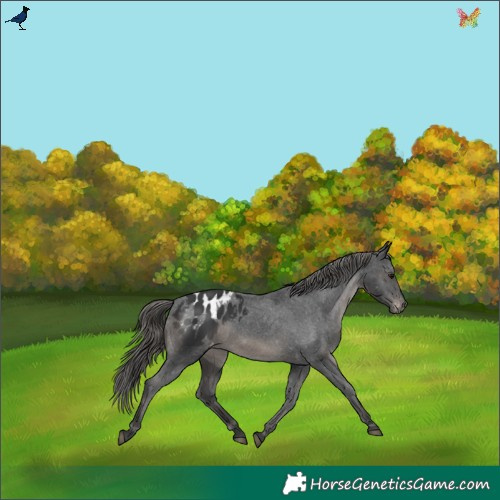 Horse Color:Black Appaloosa 