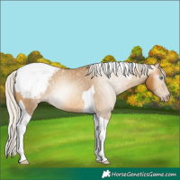 Horse Color:Gray Silver Amber Cream Champagne Tobiano Appaloosa 