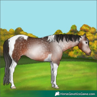 Horse Color:Gray Bay Tobiano Varnish 
