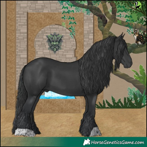 Horse Color:Black 