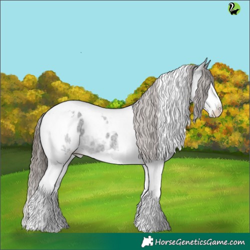 Horse Color:Blue Roan Splash Tobiano Appaloosa 