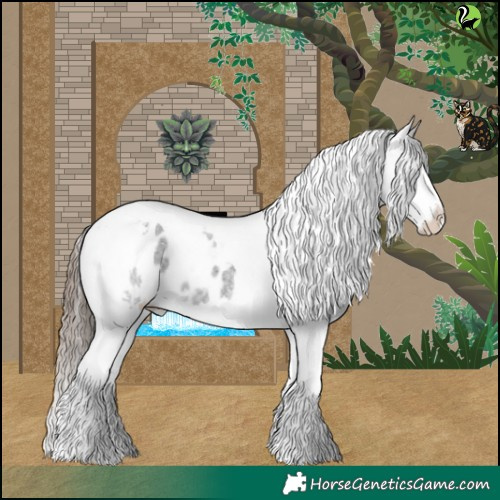 Horse Color:Blue Roan Splash Tobiano Appaloosa 