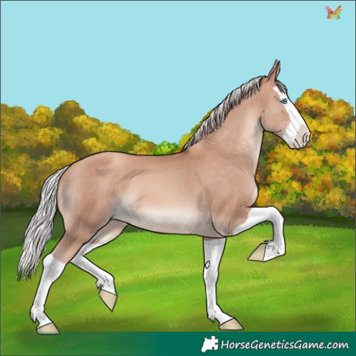 Horse Color:Silver Sable Champagne Splash 