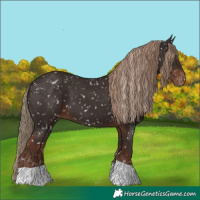 Horse Color:Liver Chestnut Appaloosa
