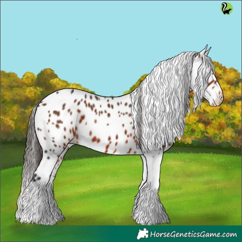 Horse Color:Brown Tobiano Appaloosa 