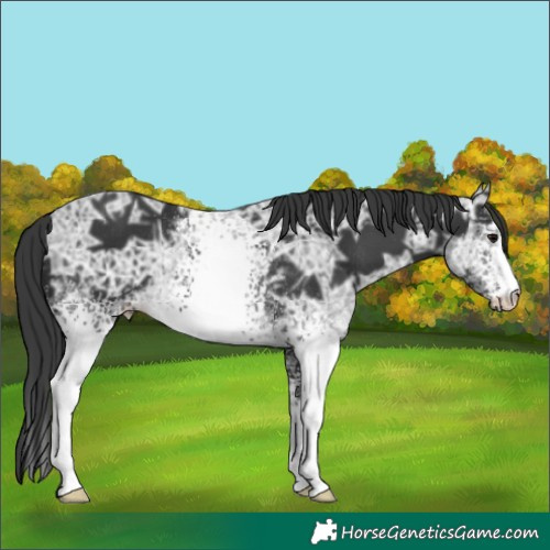 Horse Color:White Spotted Black Ice Rabicano 