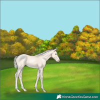 Horse Color:Silver Perlino 