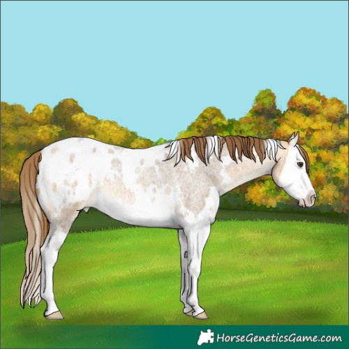Horse Color:White Spotted Buckskin Roan Dun Splash Blanket 