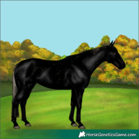 Horse Color:Void Chocolate Palomino Dun Mushroom Sabino Splash Appaloosa