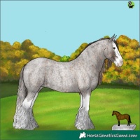 Horse Color:Chocolate Palomino Roan Splash  and Liver Red Roan Splash 