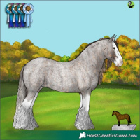 Horse Color:Chocolate Palomino Roan Splash  and Liver Red Roan Splash 
