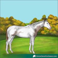 Horse Color:Liver Red Roan Splash Tobiano Frame 