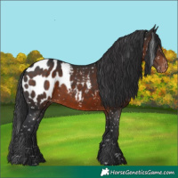 Horse Color:Brown Appaloosa 