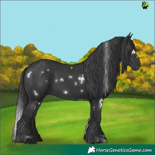 Horse Color:White Spotted Black Rabicano 