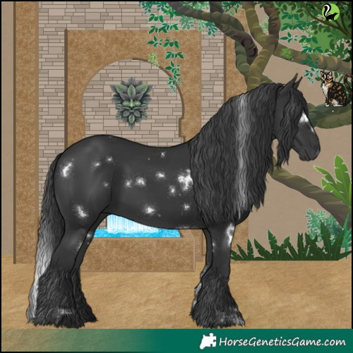 Horse Color:White Spotted Black Rabicano 