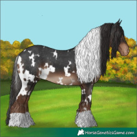 Horse Color:White Spotted Liver Chestnut Appaloosa 