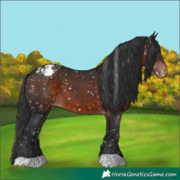Horse Color:Brown Appaloosa 
