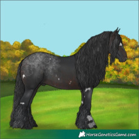 Horse Color:White Spotted Brown
