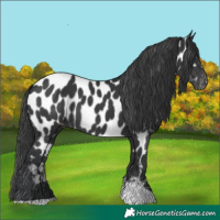 Horse Color:Black Tobiano Appaloosa 