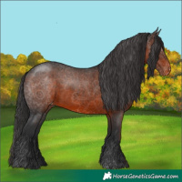 Horse Color:Brown Appaloosa 