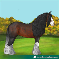 Horse Color:Brown Splash