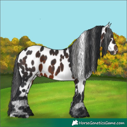 Horse Color:Brown Appaloosa 